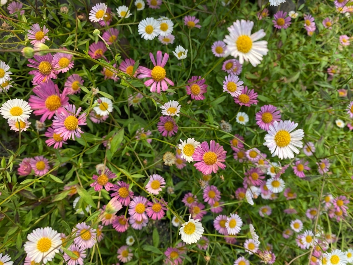 Erigeron karvinskianus 'Sea of Blossom'